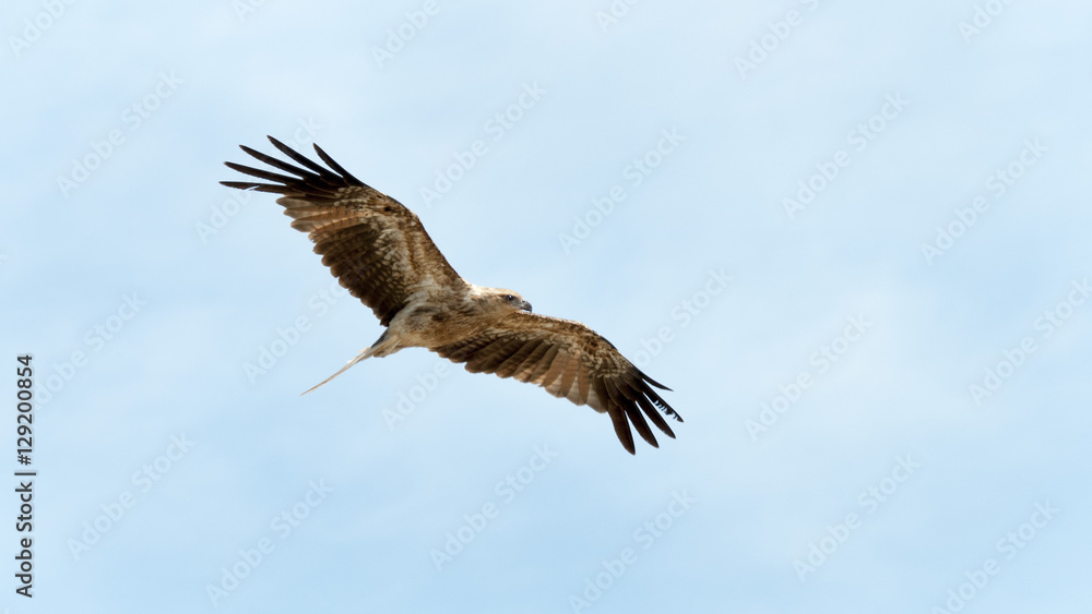 Whistling kite