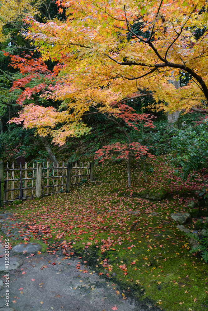 Maple tree in autumn at Japanese style garden, Nara, Japan Maple tree in autumn at Japanese style garden, Nara, Japan
