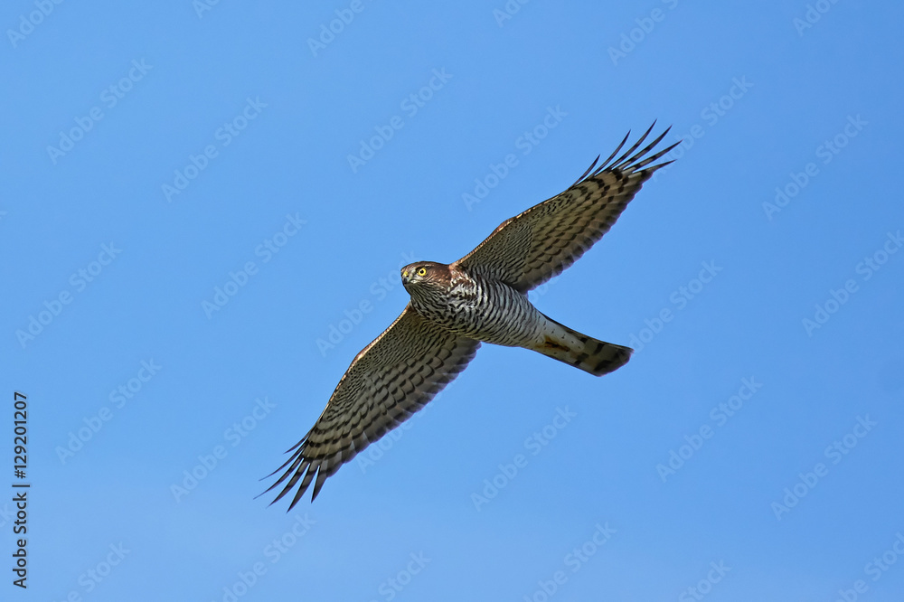 Fototapeta premium Eurasian sparrowhawk (Accipiter nisus)