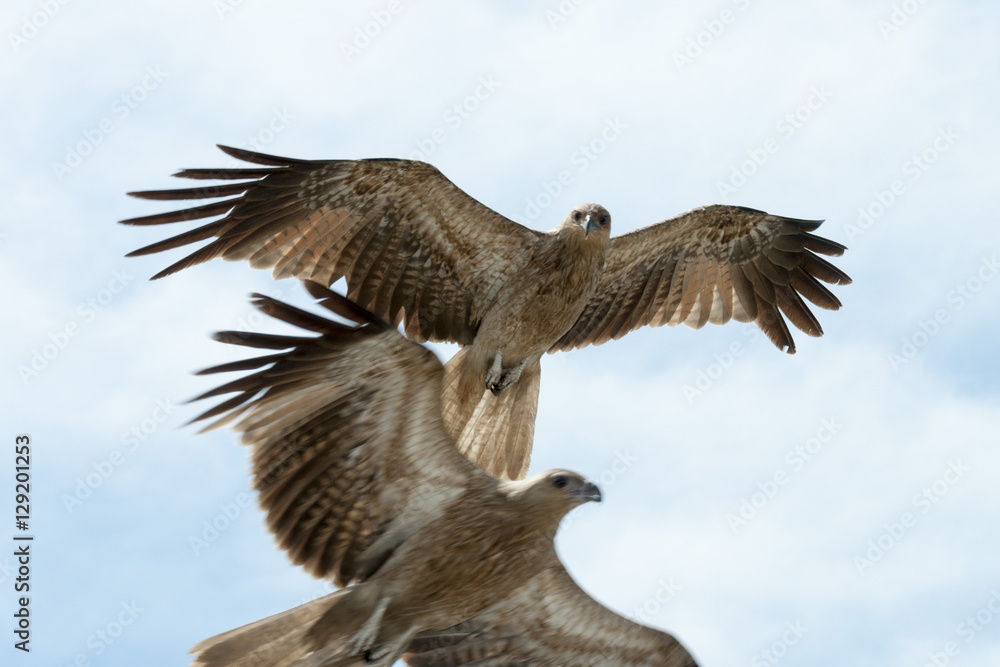 Fototapeta premium Whistling kite