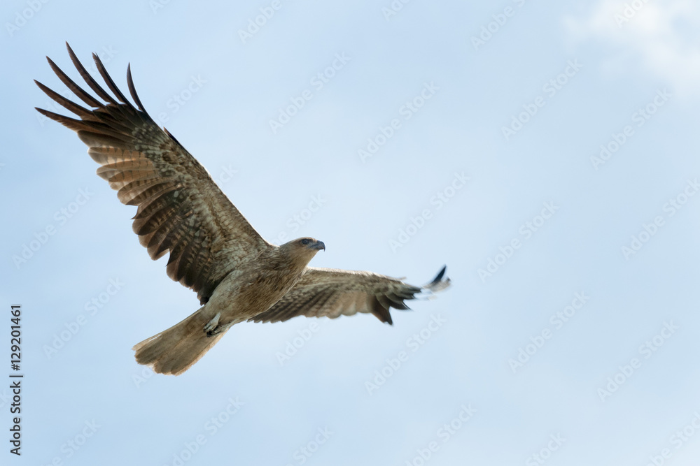 Fototapeta premium Whistling kite