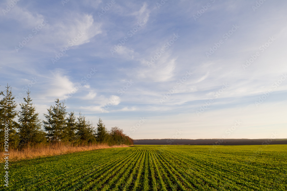Field of winter wheat seedlings in the spring on a sunny day and