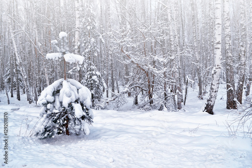 forest in the frost. Winter landscape. Snow covered trees.