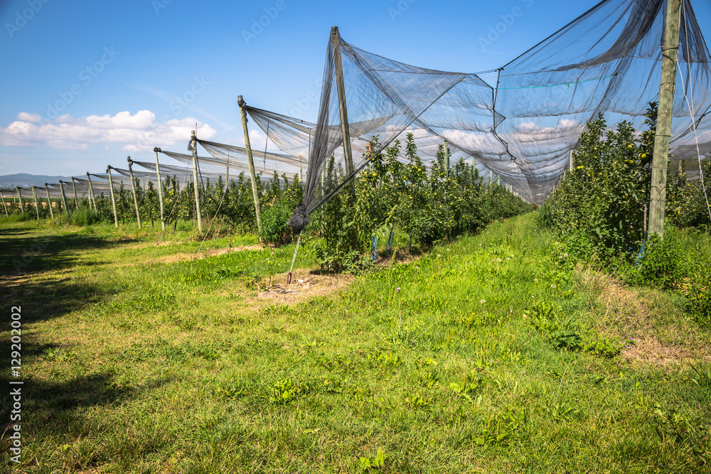 Obraz premium apples on a tree, apple plantation