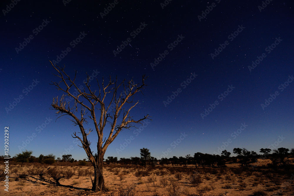 Moonlit landscape and dead tree Moonlit landscape and dead tree