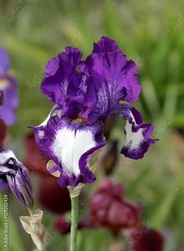 Fototapeta Naklejka Na Ścianę i Meble -  iris de collection mauve et blanc en gros plan