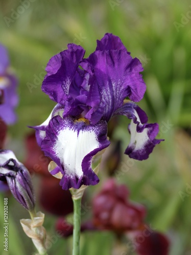 Fototapeta Naklejka Na Ścianę i Meble -  iris de collection mauve et blanc en gros plan