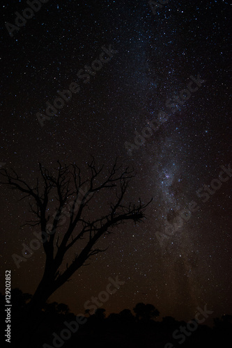 Milky way and dead tree silouhette in the Kalahari