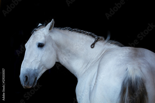  Portrait of the white horse on the black background