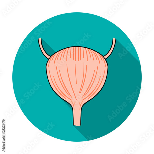 Human urinary bladder icon in flat style isolated on white background. Human organs symbol stock vector illustration.