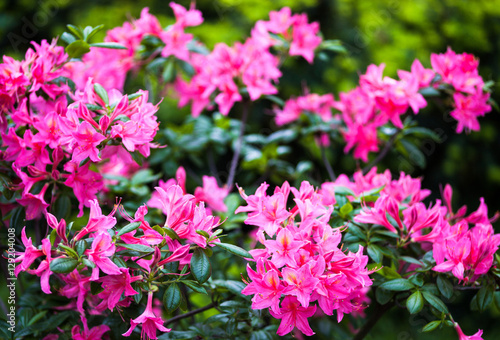 Rhododendron pink flowers