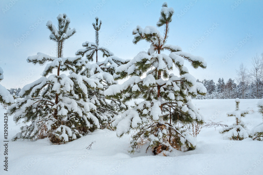 Beautiful winter photo. Grow young pine trees. Pines in the snow. Snow. Blue sky. It's snowing. For the calendar, for design.