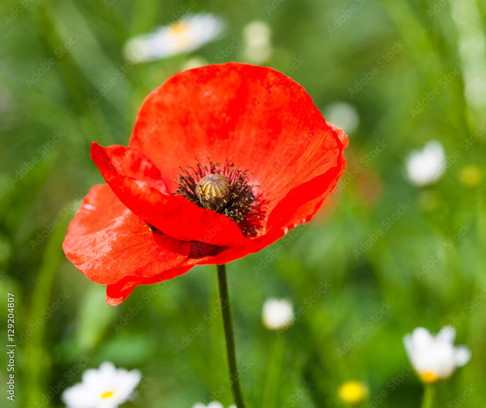 Closeup of the blooming red poppy flower Closeup of the blooming red poppy flower