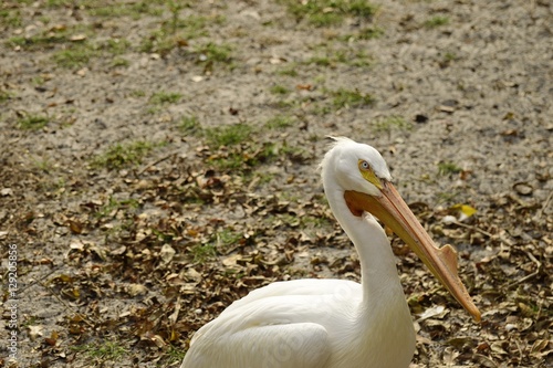 Profile of a American White Pelican in Florida