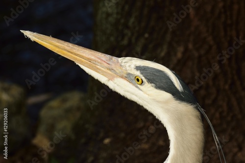 Profile of a Great Blue Heron in Florida