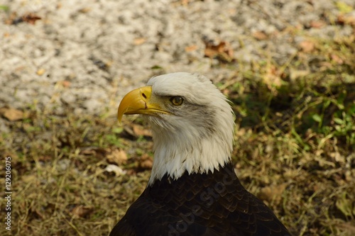 American Bald Eagle in beautiful Florida