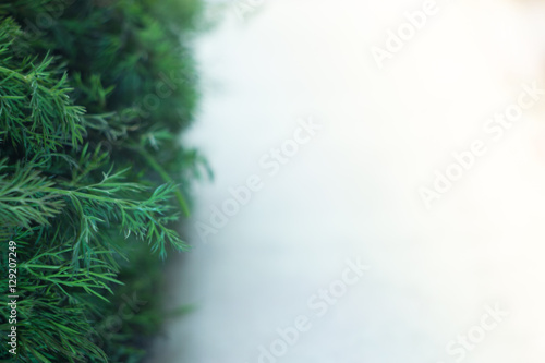 Fresh green dill with blurred background