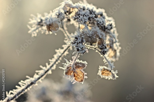 Samenstand einer Samthortensie (Hydrangea sargentiana) mit Raureif