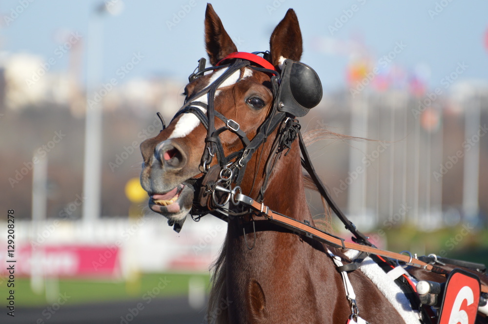 Obraz premium cheval de courses 