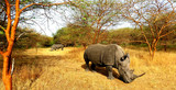 Rhino Safari Nashorn Rhinozerus Rhinozeros Afrika Senegal Großwild