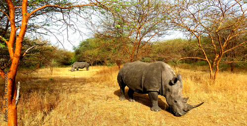 Rhino Safari Nashorn Rhinozerus Rhinozeros Afrika Senegal Großwild
