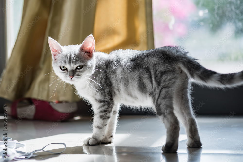 Naklejka premium Cute kitten in home