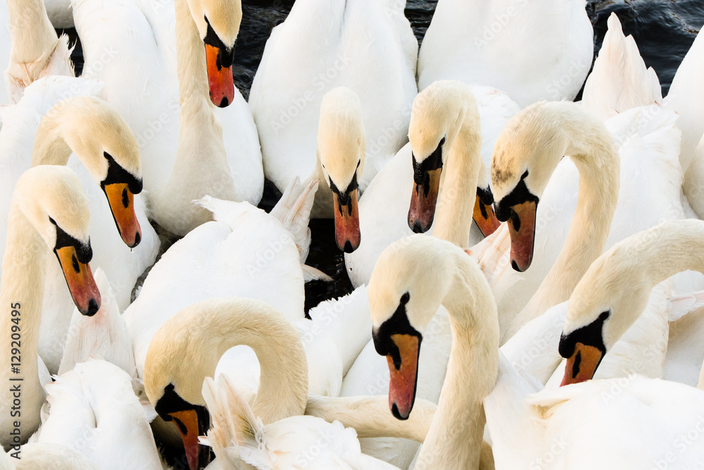 Fototapeta premium Swans on the Thames at Eton/Windsor
