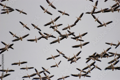 Flock of Migratory Birds