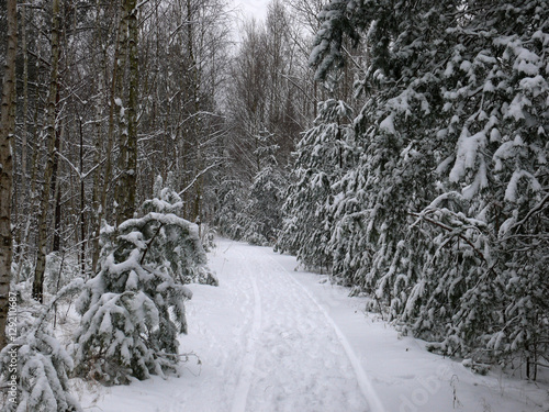 Ein Waldweg im Winter