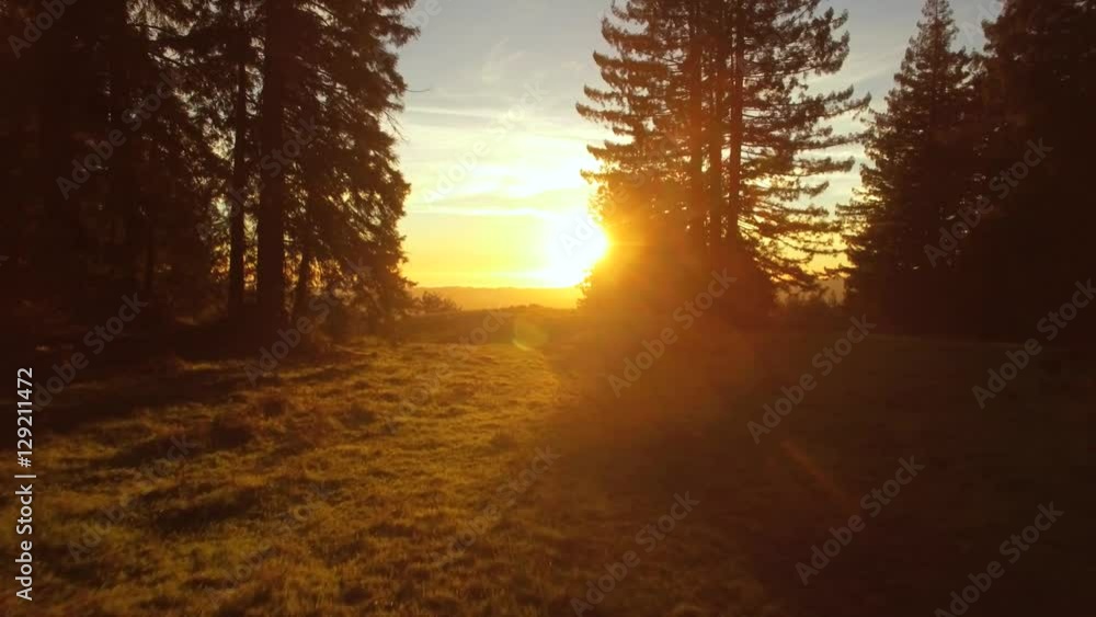 Aerial low flying shot at sunset over rolling California hills and through redwood trees towards the sun. Lush green grass, bright dazzling sunlight during golden hour. Starts low and rises to reveal.