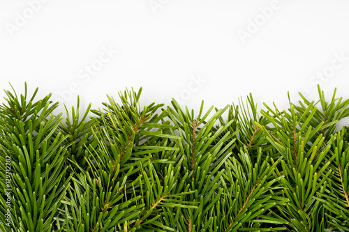 Christmas fir tree border