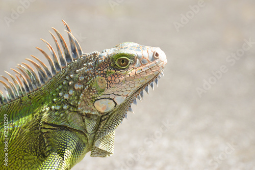 Iguana © cratervalley