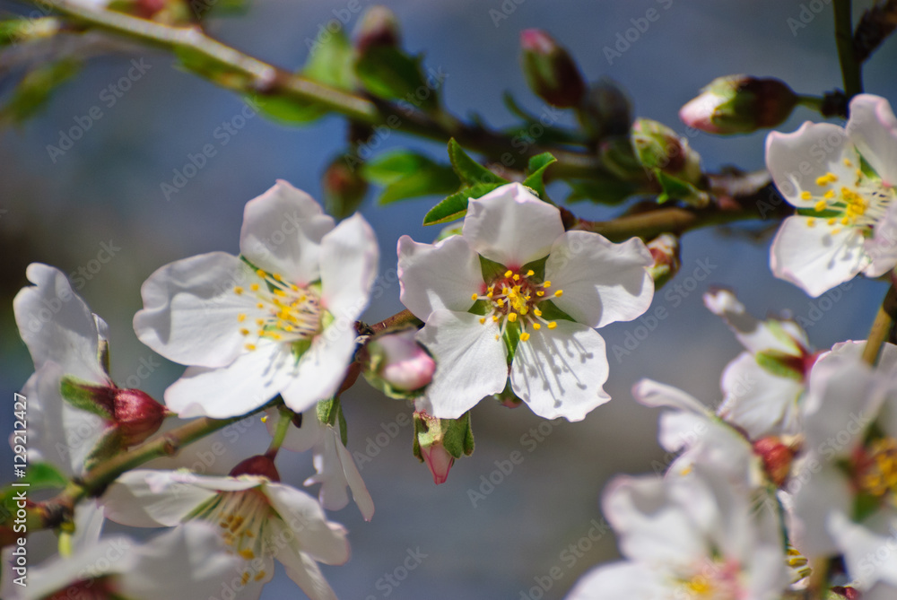 Flowering almond tree