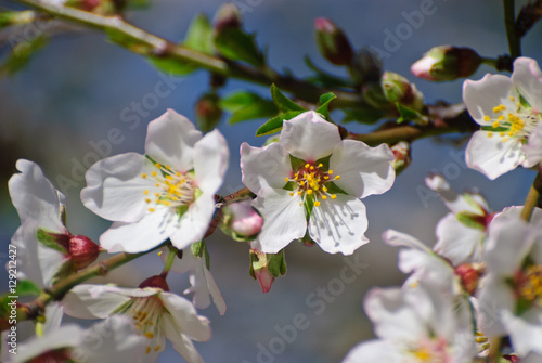 Flowering almond tree