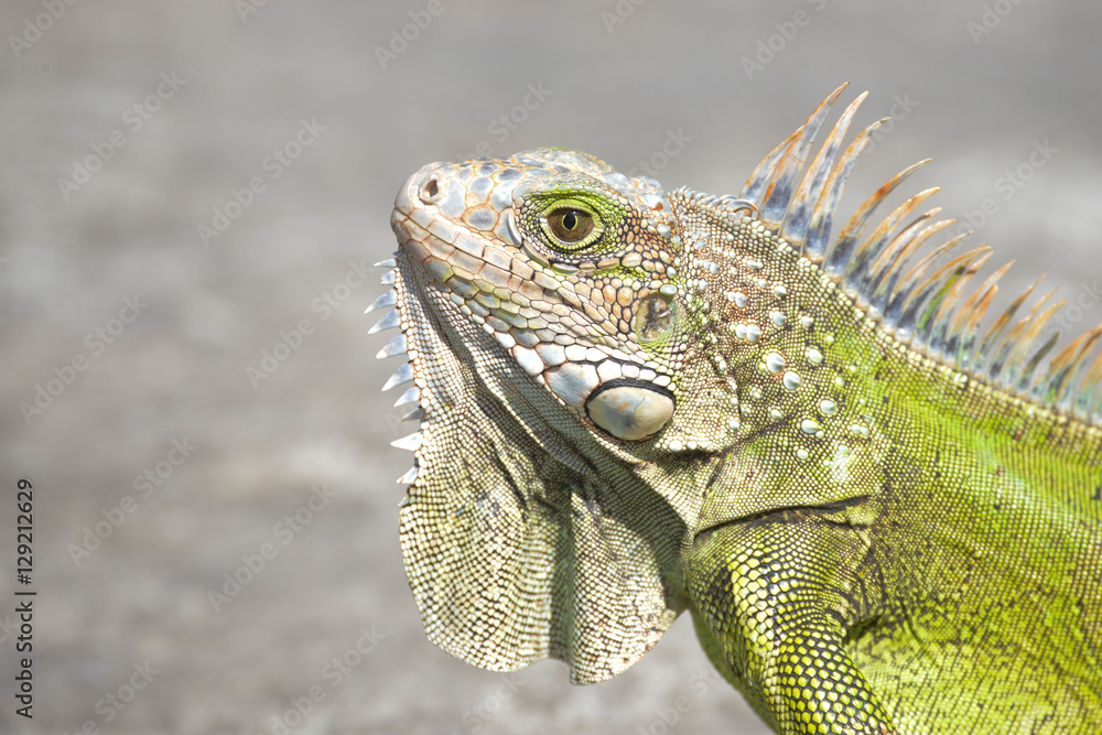 Obraz premium Iguana