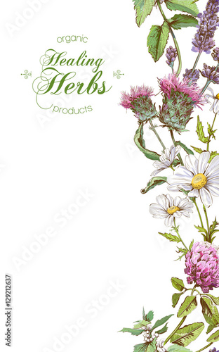 Vector herbal banner