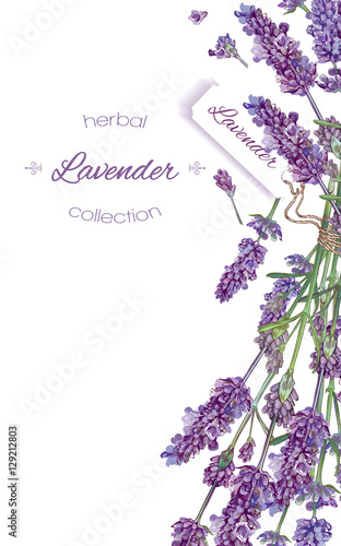 Lavender flowers banner