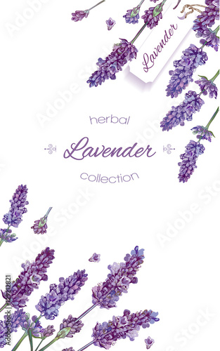 Lavender flowers banner