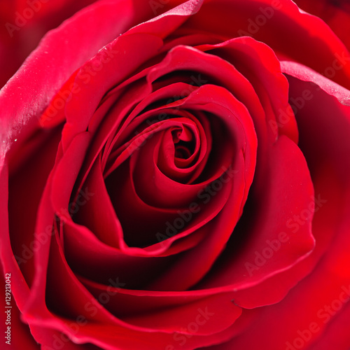 Beautiful Macro Red Rose Flower Background.