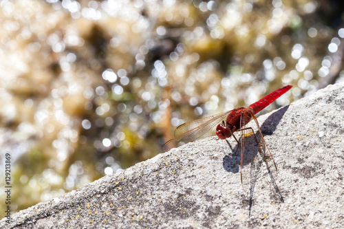 Red dragonfly on stone in front of reflecting pool