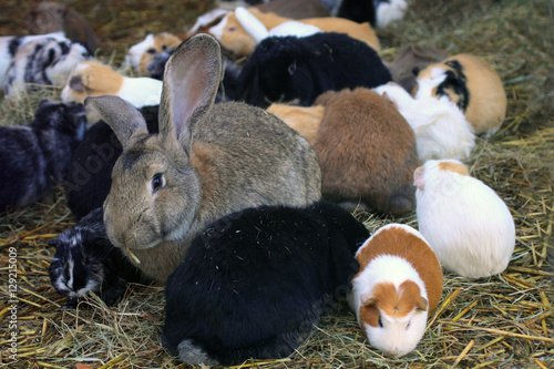 Guinea pigs and rabbits
