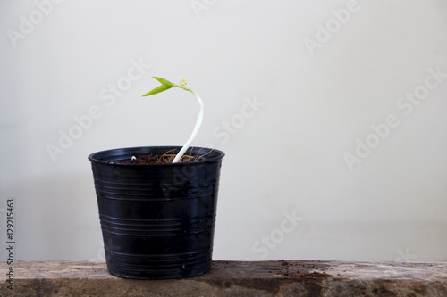 Fotografie Sapling in a pot