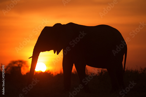 Backlight of african elephant at sunset