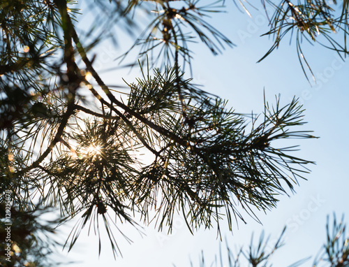 Pine tree branches against the shining sun