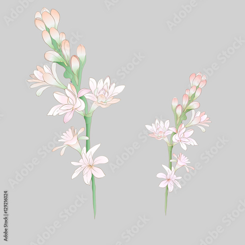 Tuberose vector Image medicinal, perfumery and cosmetic plants. Wallpaper. Use printed materials, signs, posters, postcards, packaging. 
