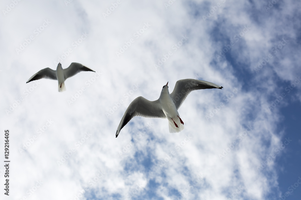 Obraz premium Seagull