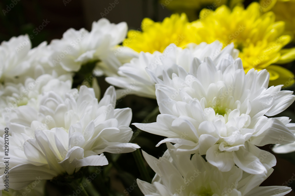 background of white chrysanthemums background of white chrysanthemums