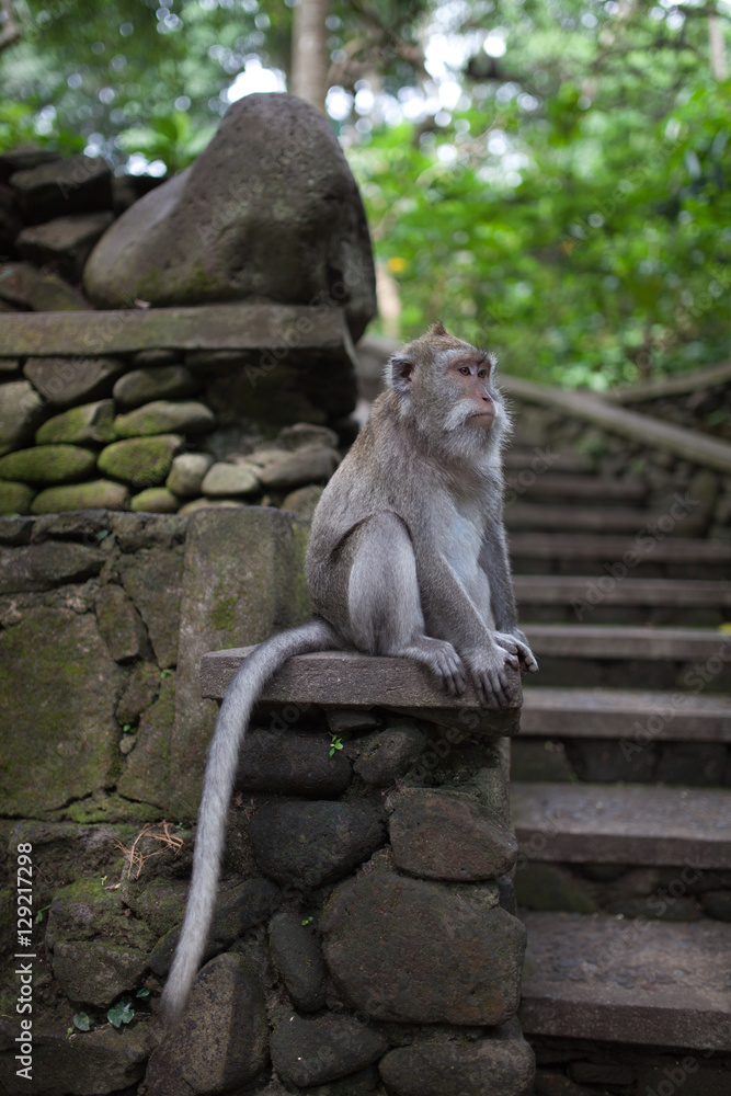old alpha monkey is sitting on a wall next to stone stairs of a temple whatching his sourroundins