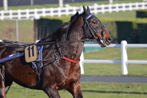 cheval de courses