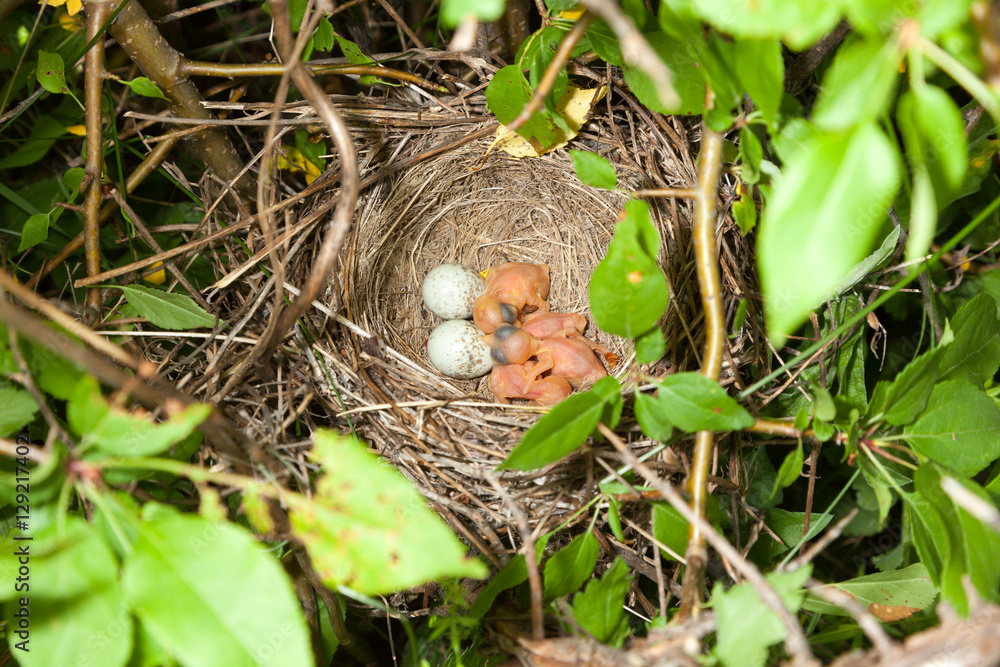 Lanius collurio. The nest of the Common Shrike in nature. Lanius collurio. The nest of the Common Shrike in nature.